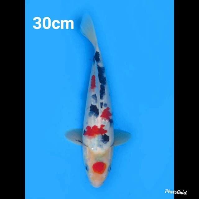 30cm Male , Sakura Sanke