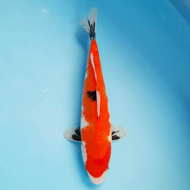 Showa 27 cm
