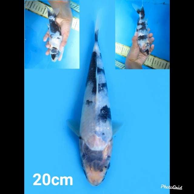 20cm , Shiro Utsuri Tategoi