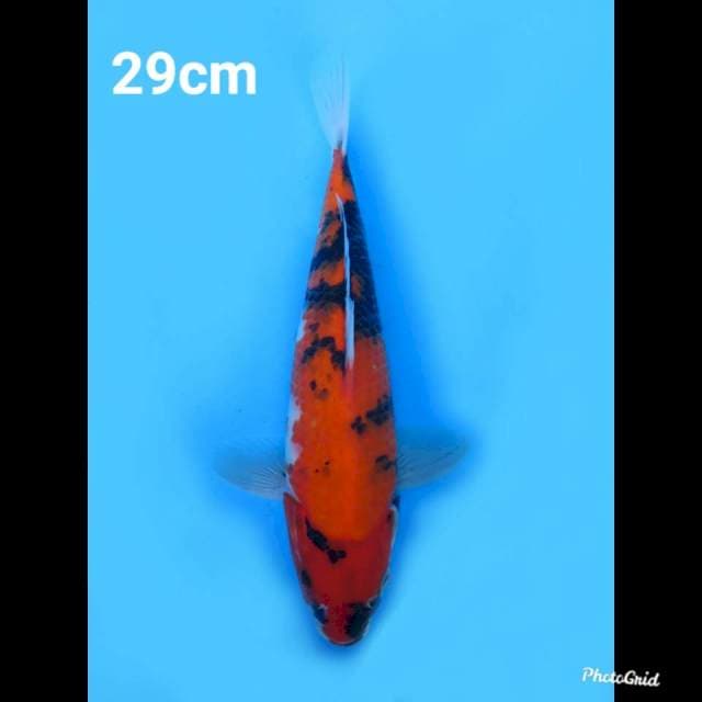 29cm Male , Hi Show Evolution