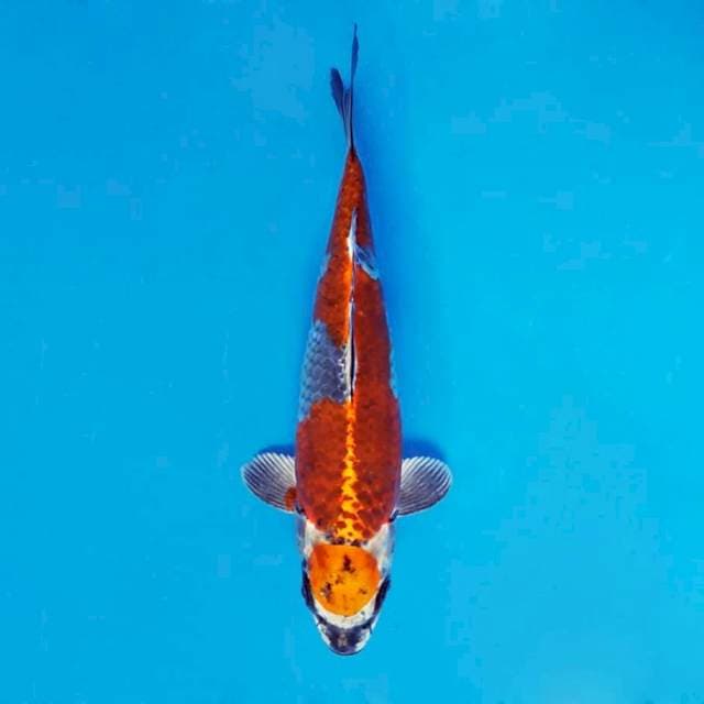 ATAKA 2 - Maruten Ginga ®