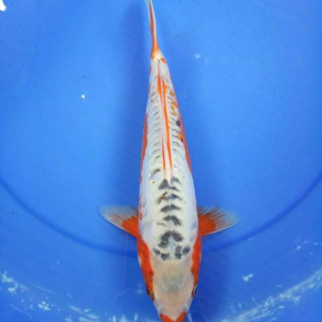 Shusui 33 cm