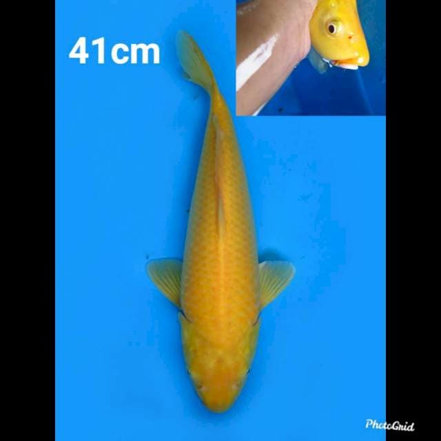 41cm Fml , Jumbo Karashigoi Bersih