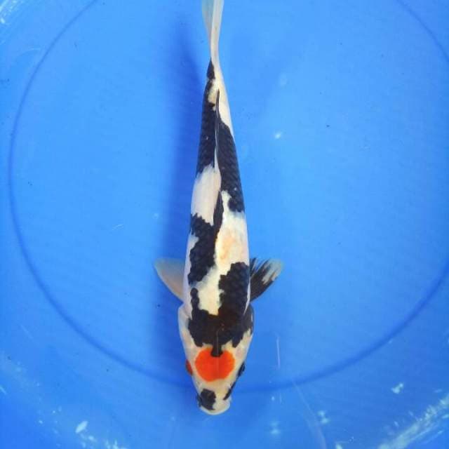 Tancho showa 34 cm