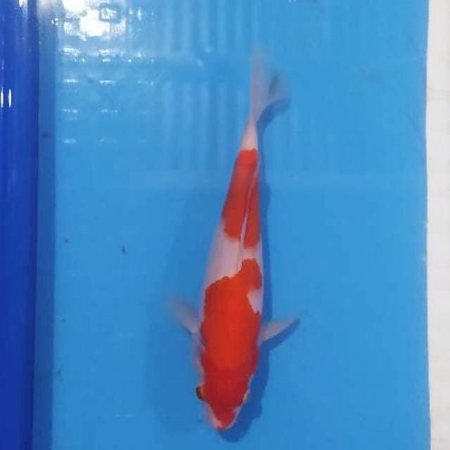 Kohaku simple