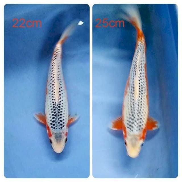 22&25cm