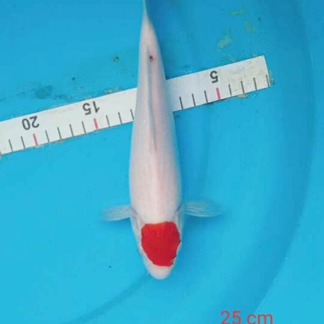 tanco kohaku