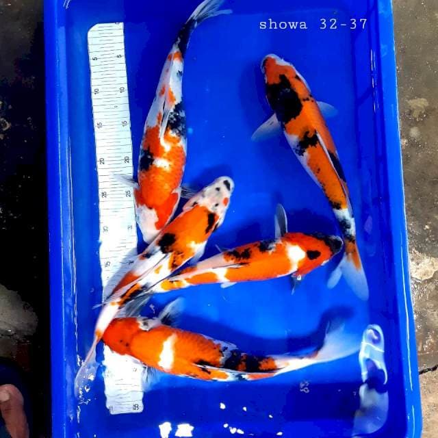 Paket showa 32-37cm