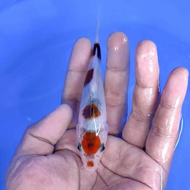 maruten Goromo original / 13 cm