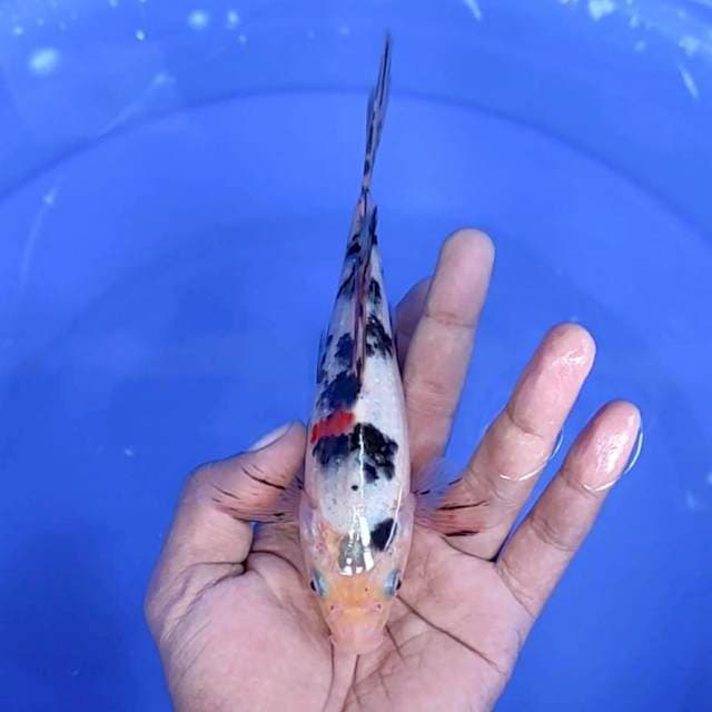 Kumpay / 18 cm