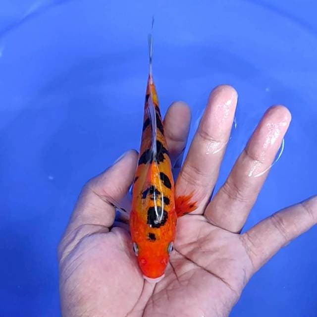 Kumpay doitsu / 15 cm