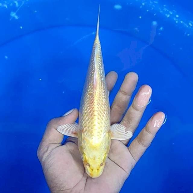Ogon / 22 cm