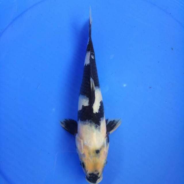 Shiro 27 cm