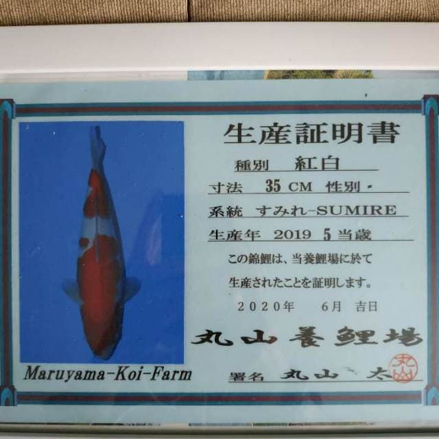 Kohaku Maruyama serti 40 bu