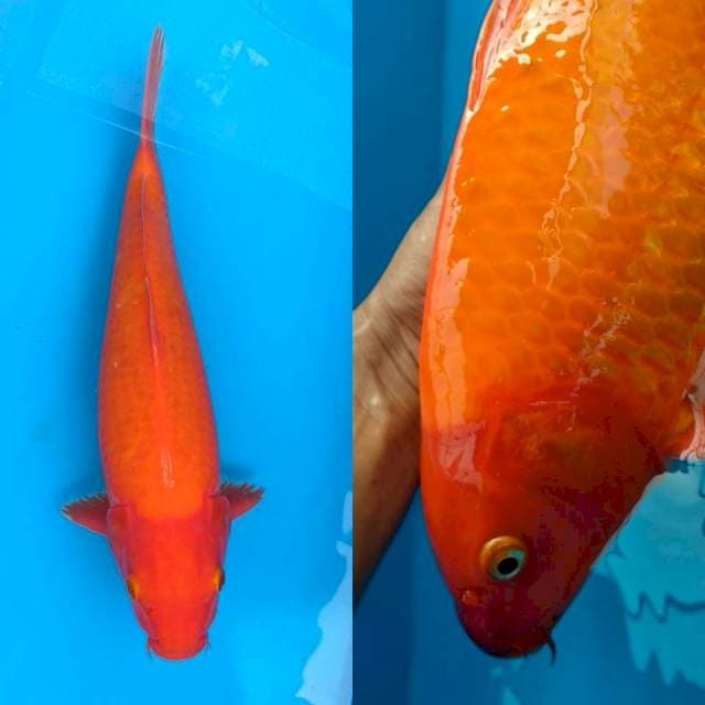 Red jumbo