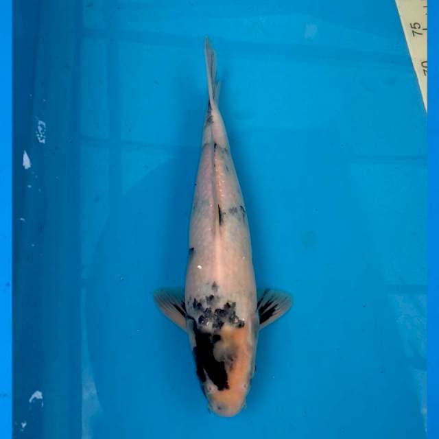 Tategoi omosako bloodline