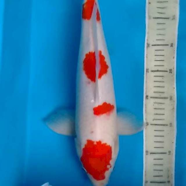 kohaku step 4