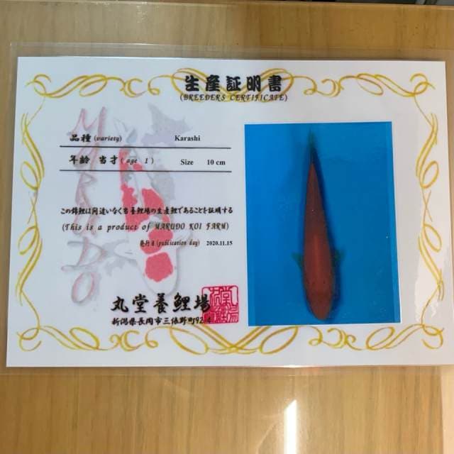 RED KARASHI MARUDO SERTI