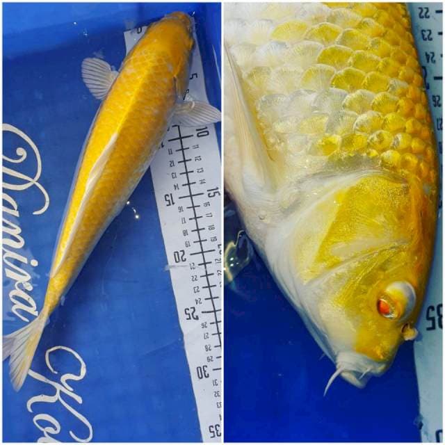 34cm Ogon