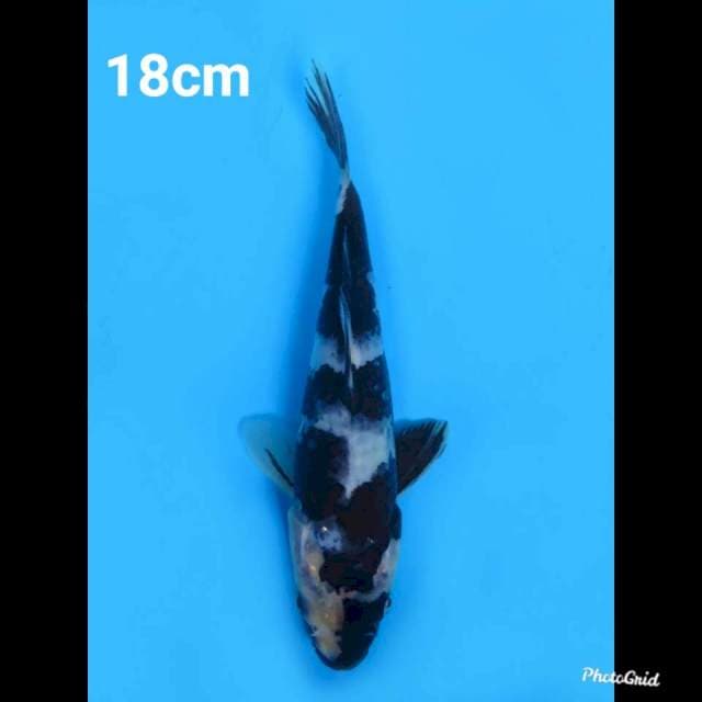18cm Male , Shiro Jet Black