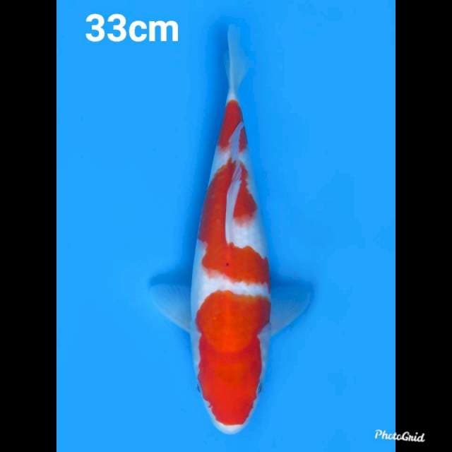 33cm Male , Kohaku Sandan