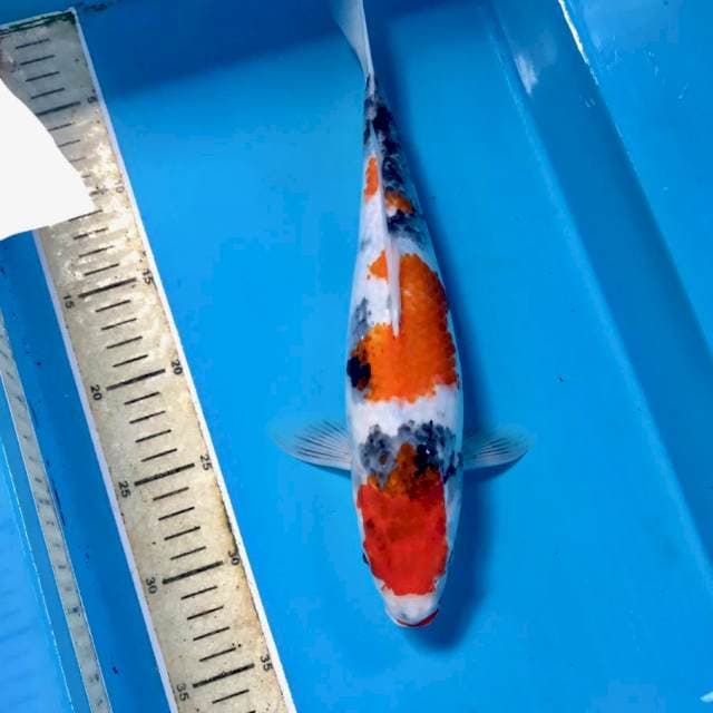 Showa, 34 cm