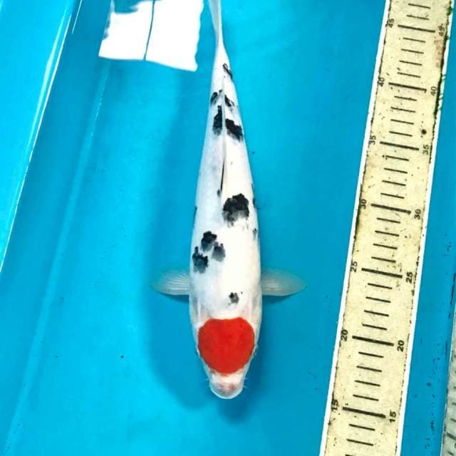 Tancho Sanke, 32 cm