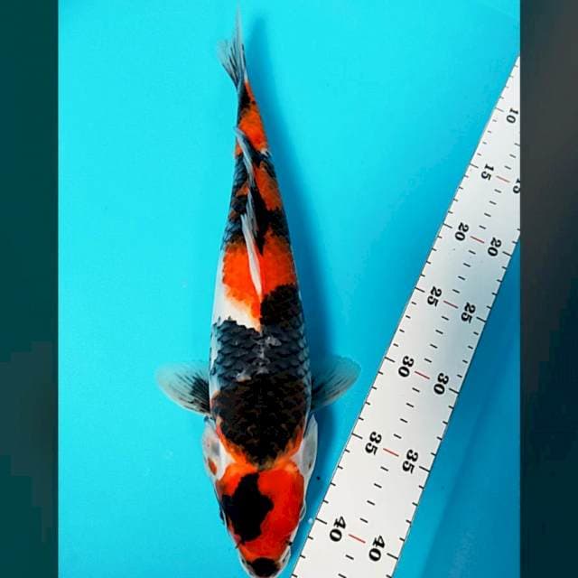 Showa strong 34cm