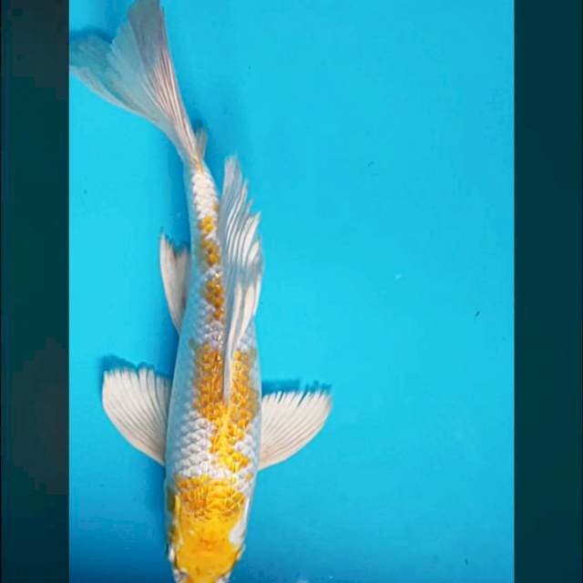 Kumpay hariwake ginrin 27cm