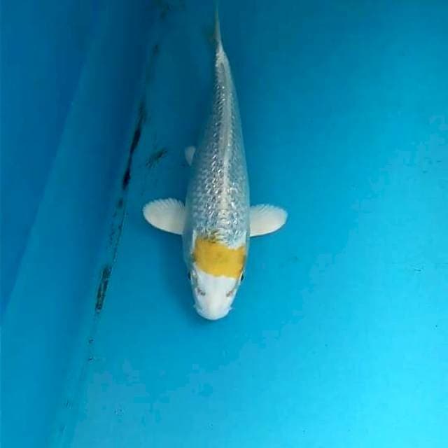 Ginrin 17cm