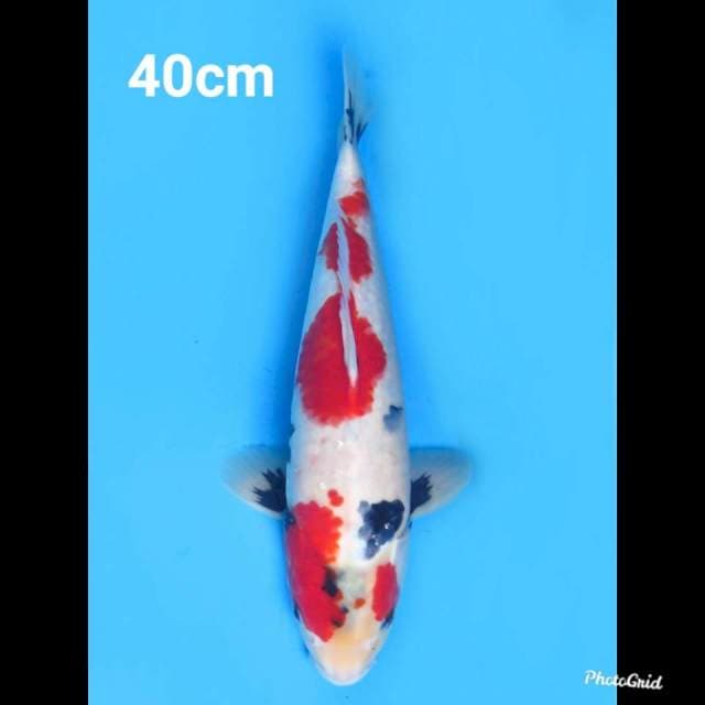 40cm Male , Red Kindai Showa