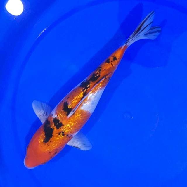 SANKE GINRIN SQ...30CM..🌶🌶🌶