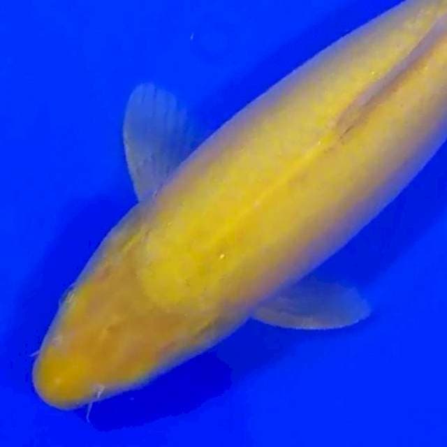 KARASHI MULUSSS 36CM...🍋🍋🍋