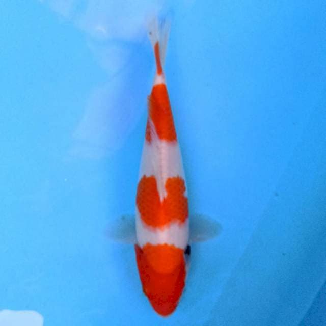 Sandan Sanke 22 cm