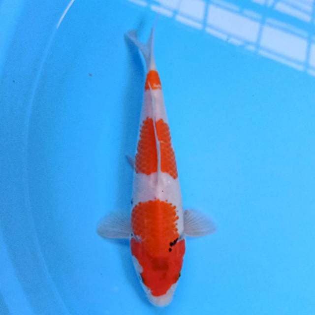 Sandan Sanke 22 cm