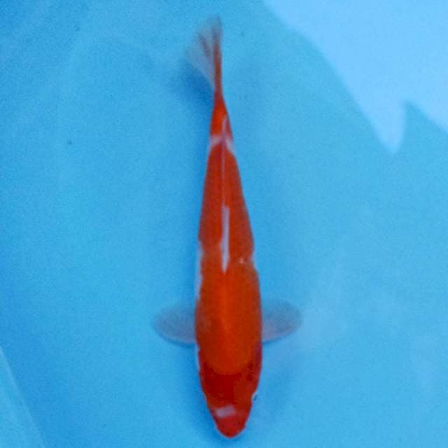 Kohaku 22 cm