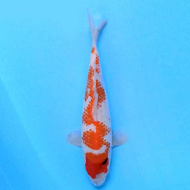Kanoko Inazuma 25 cm