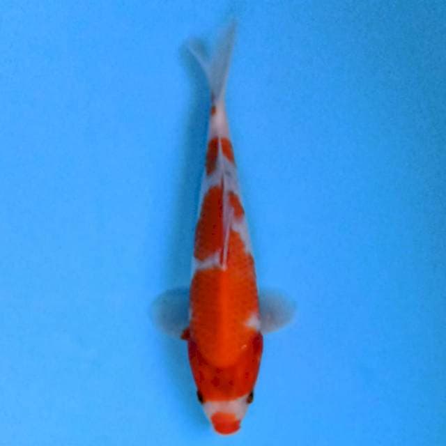 Kuchibeni 20 cm