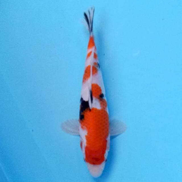 Sanke 22 cm