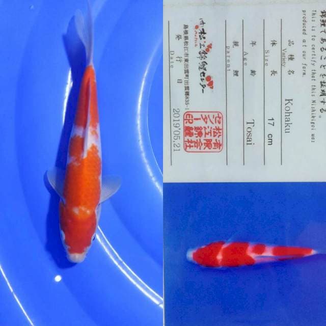 Kohaku matsue 30bu