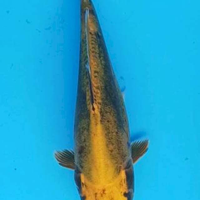 Gold kin kiko mulus 23cm