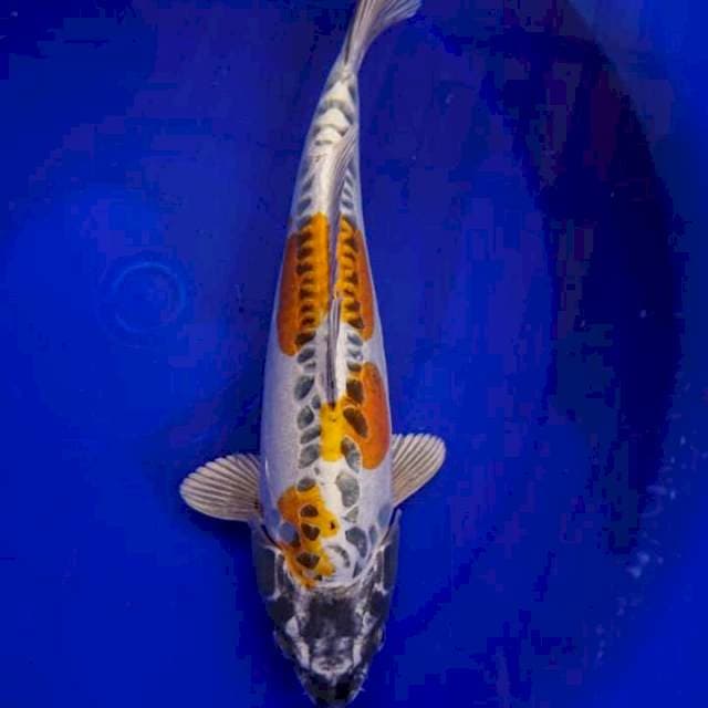 Kiko 34cm