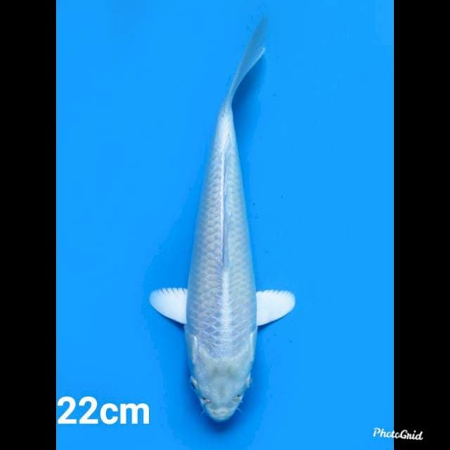 22cm ,, Platinum