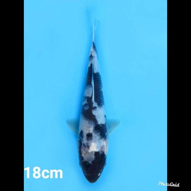 18cm , Shiro Utsuri