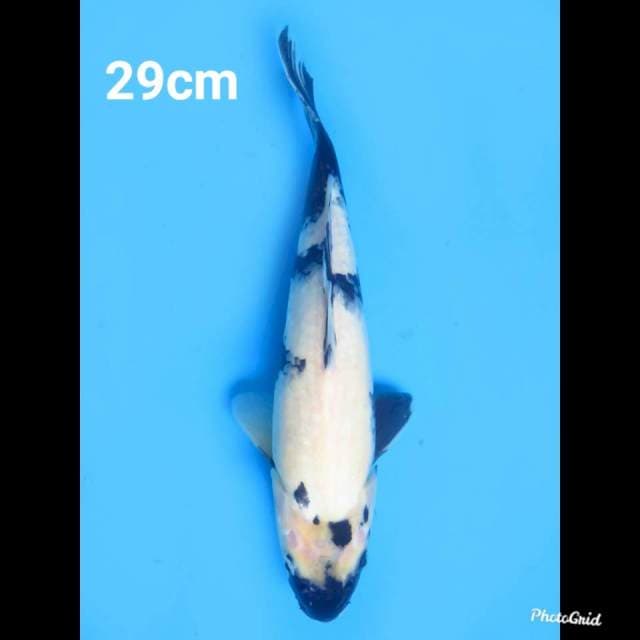 29cm male , Shiro Tategoi