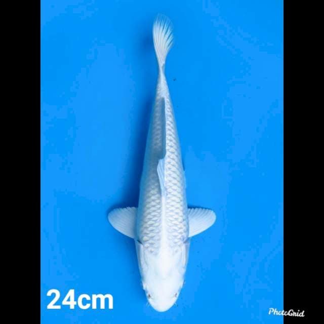 24cm male , Platinum SQ