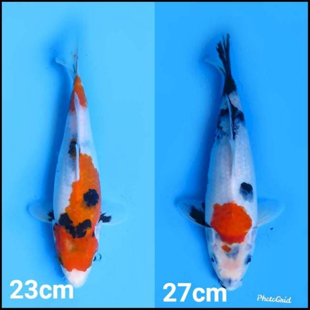 23cm dan 27cm , Paket Kindai Showa