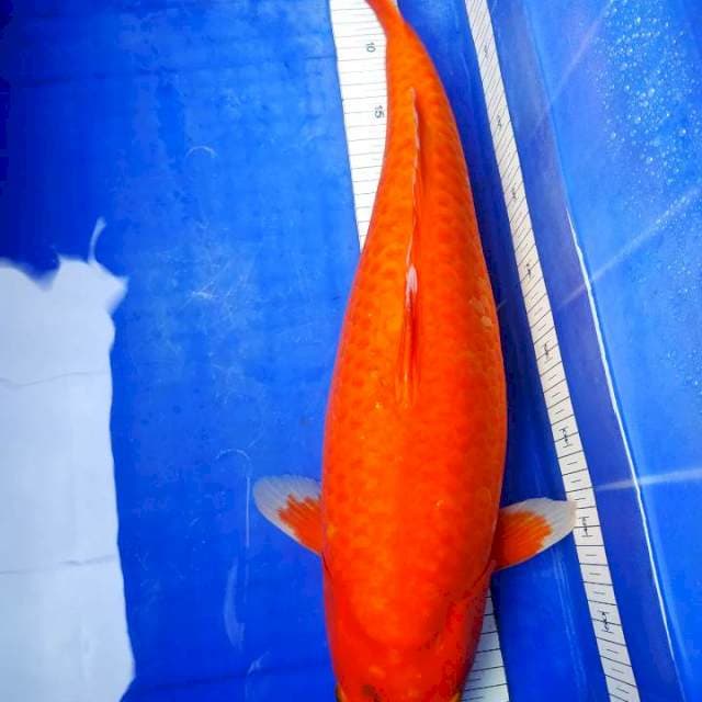 F1 Ogata Aka hajiro jumbo bulky