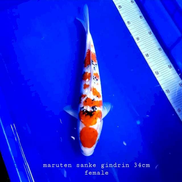 Maruten sanke gindrin