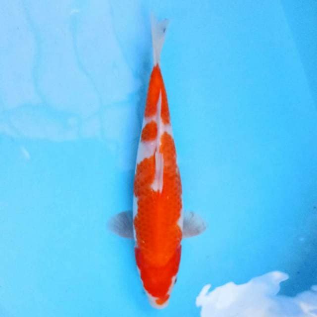 Kohaku 25 cm